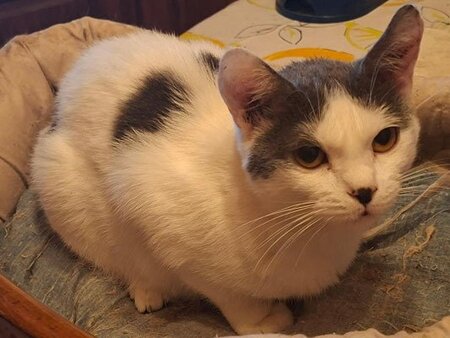 Adopter Venise