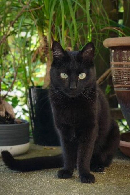 Adopter Venus