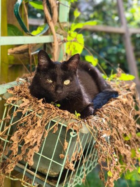 Adopter Venus