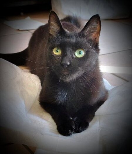 Adopter Venus