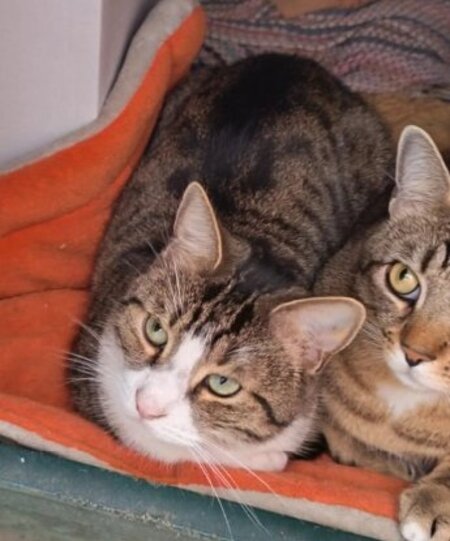 Adopter Vermeil