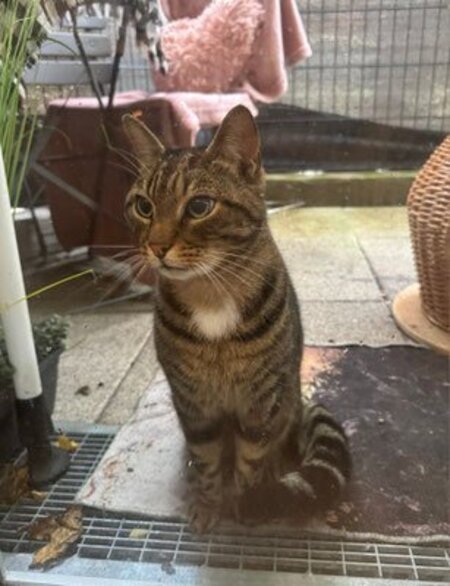 Adopter Vicky