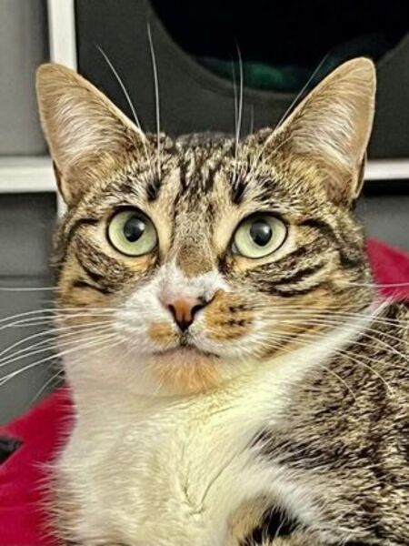 Adopter Victoria