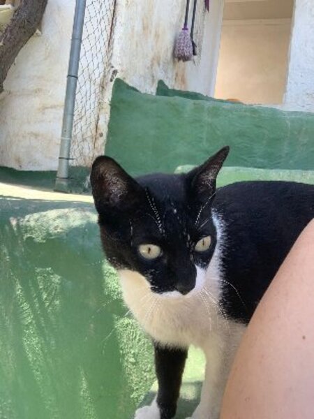 Adopter Viernes