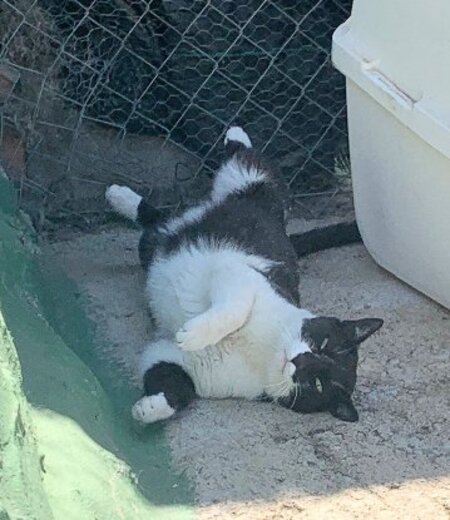 Adopter Viernes