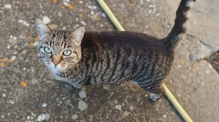 Adopter Violette