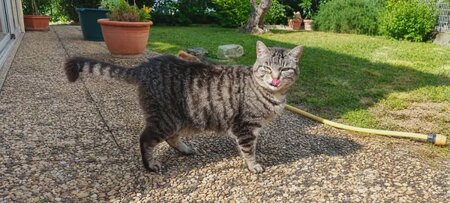 Adopter Violette