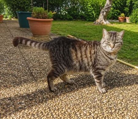 Adopter Violette