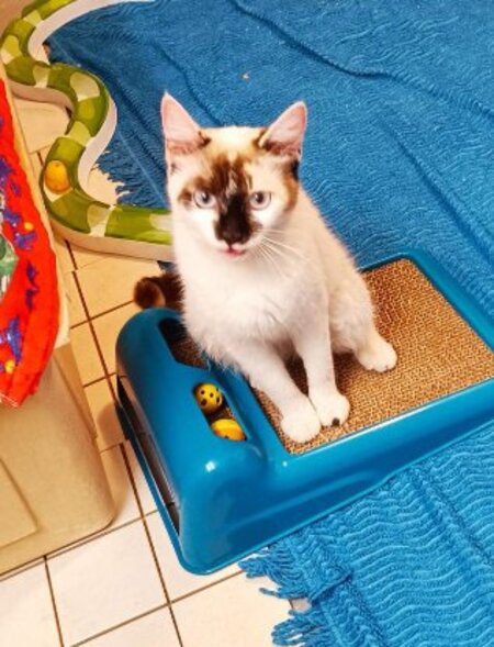 Adopter Violette