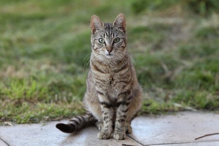 Adopter Virgile