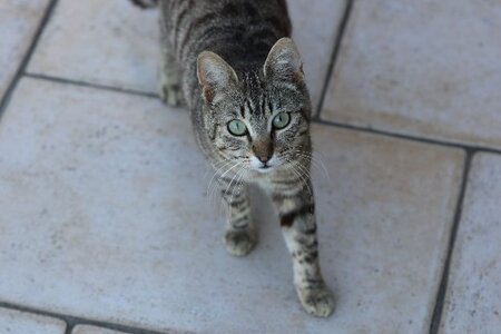 Adopter Virgile