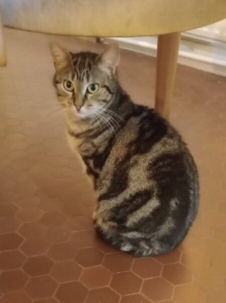 Adopter Volgane