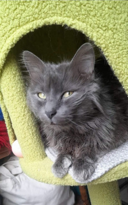 Adopter Waldo