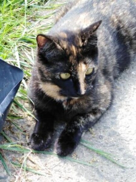 Adopter Wallie