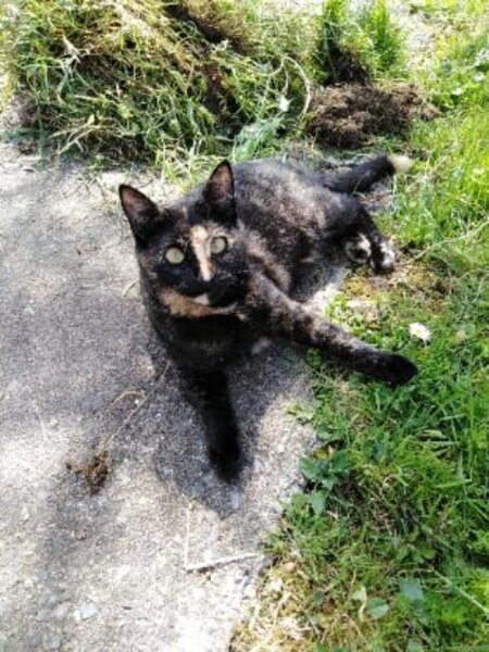 Adopter Wallie