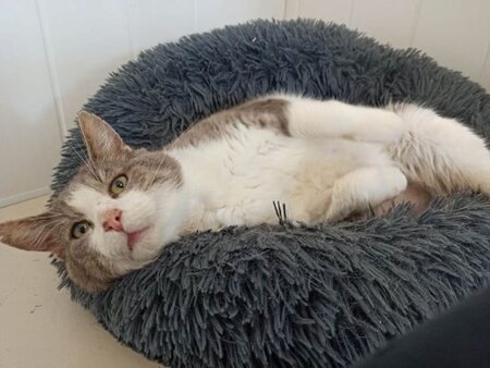 Adopter Wanted