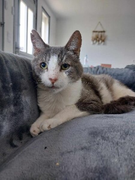 Adopter Wanted