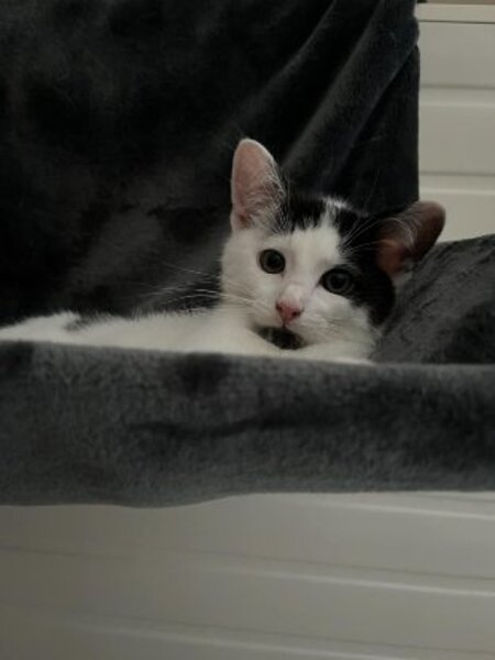 Adopter Wapy