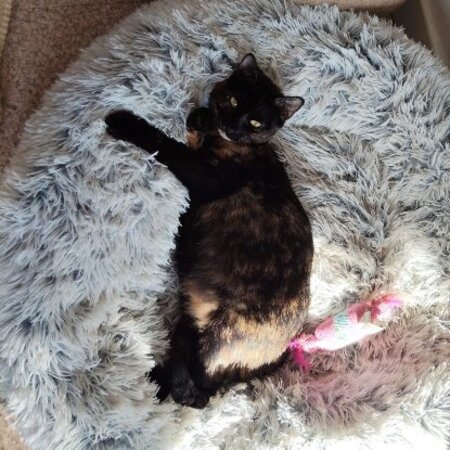 Adopter Wendy