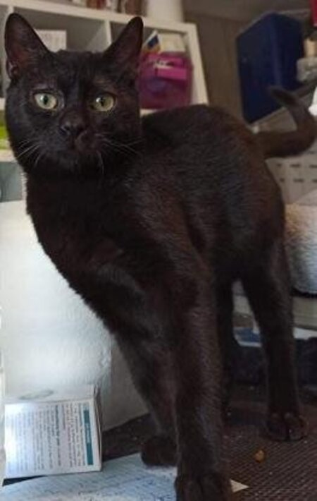 Adopter Widow