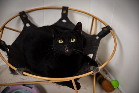 Adopter Widow