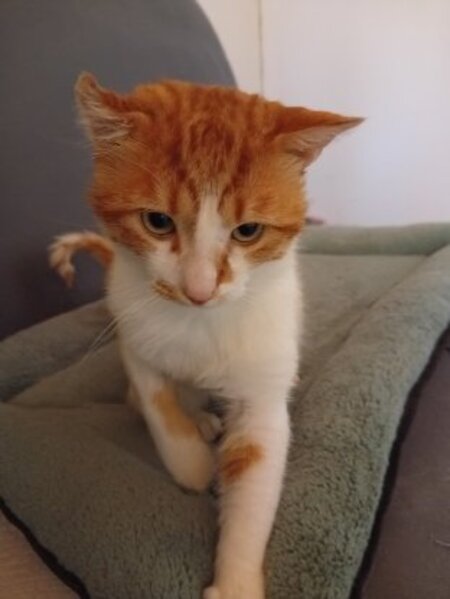 Adopter Winnie