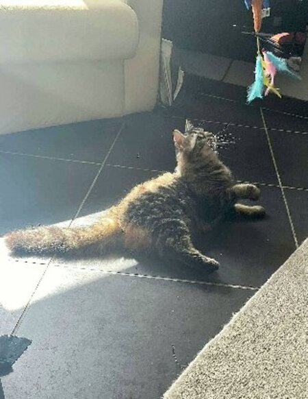 Adopter Wizzy