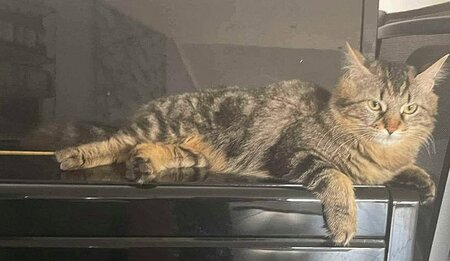 Adopter Wizzy