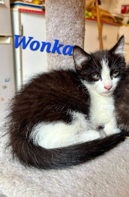 Adopter Wonka