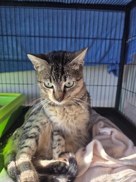 Adopter Xavi