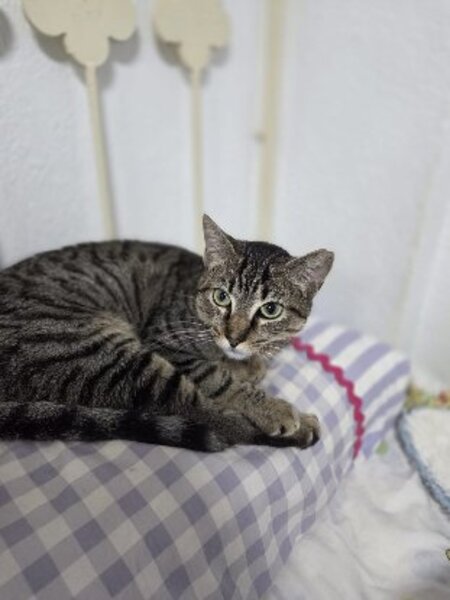 Adopter Xavi