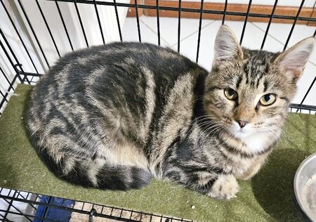 Adopter Xéna