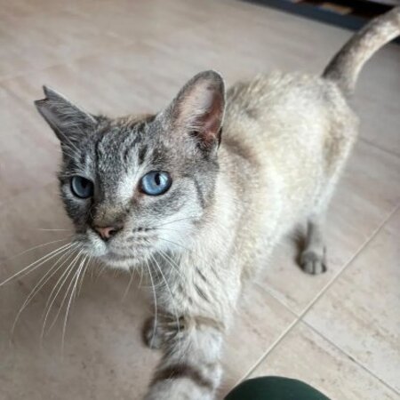 Adopter Yaya