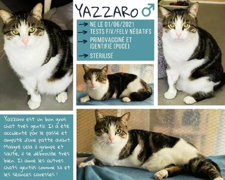 Adopter Yazzaro