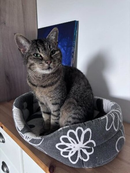 Adopter Yoda