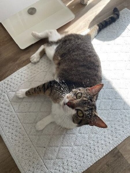 Adopter Youyou