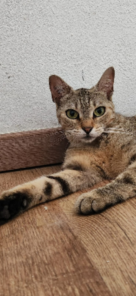 Adopter Yuka
