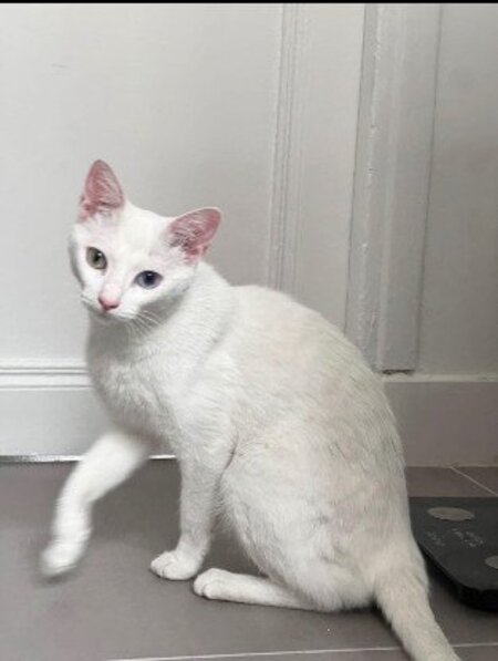 Adopter Yuki