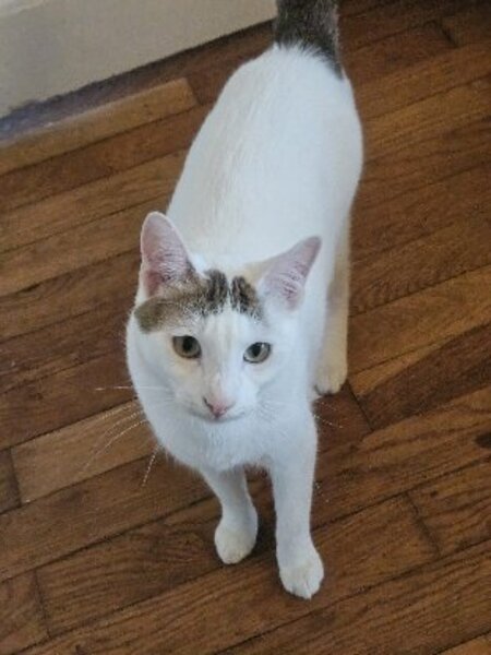 Adopter Yuki