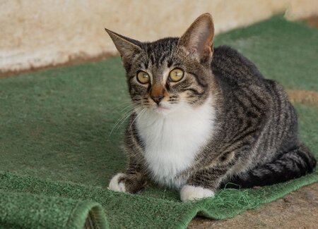 Adopter Yumi