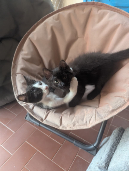 Adopter Yuzu et jollyroger