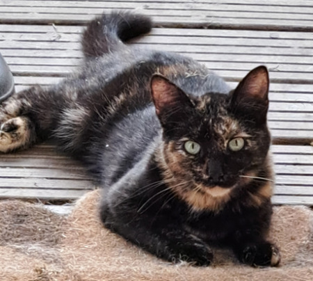Adopter Zazie