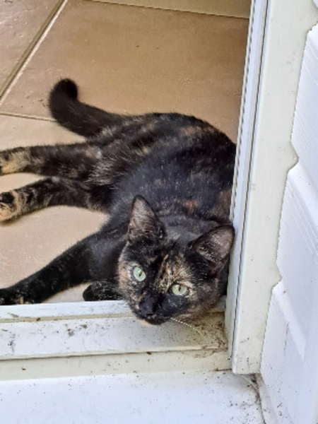Adopter Zazie