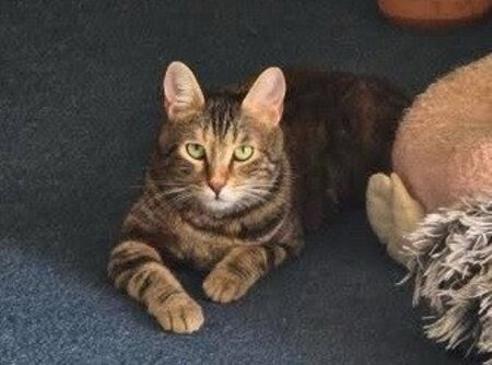 Adopter Zelda