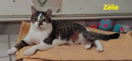 Adopter Zélie