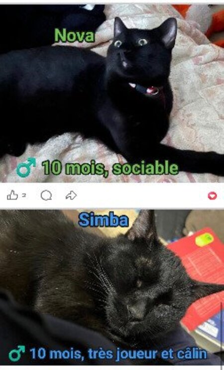 Adopter Zoé et ses petits