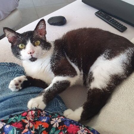 Adopter Zorro