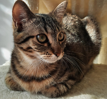 Adopter Zsofía