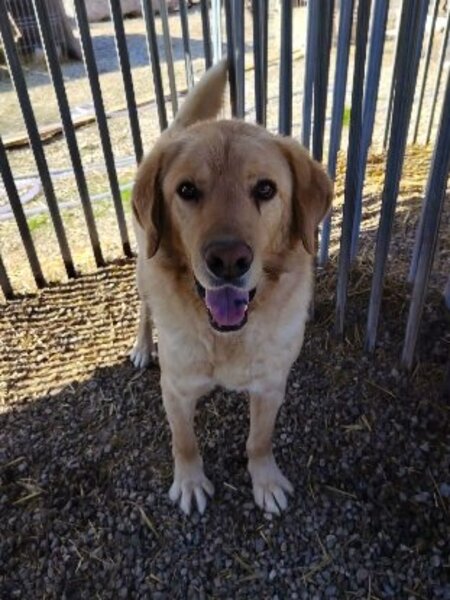 Adopter Abel
