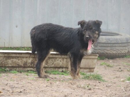 Adopter Abel